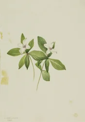 Kornoelje Cornus canadensis, 1902