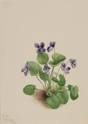 Vlinder viooltje Viola papilionacea, 1923