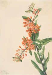 Sierlijk kruid Asclepias tuberosa, 1919