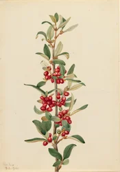 Canada Buffaloberry Lepargyrea canadensis
