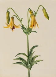 Canadese Lelie Lilium canadense, 1878