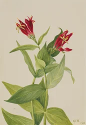 Carolina Roze (Spigelia marylandica)