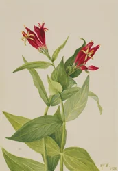 Carolina Roze Spigelia marylandica, 1932