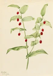 Omvattende Gedraaide Stengel Streptopus amplexifolius