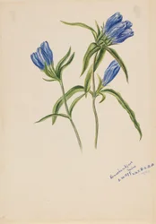 Gesloten gentiaan (Gentiana andrewskii)