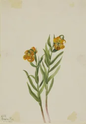 Columbia Lelie (Lilium columbianum)