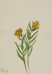 Columbia-lelie Lilium columbianum, 1925