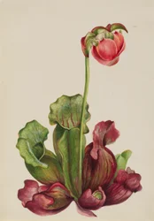 Toverplant (Sarracenia purpurea venosa)