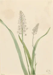 Kraaigif (Chrosperma muscaetoxicum)