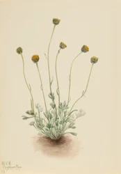 Knipbladvlo (Erigeron compositus nudus)