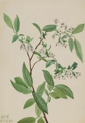 Hertenbes (Polycodium stamineum)