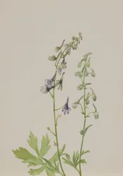 Ridderspoor (Delphinium scopulorum)