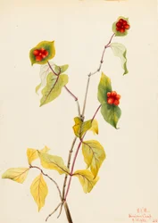 Douglas kamperfoelie (Lonicera glaucescens)