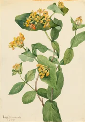 Douglas kamperfoelie (Lonicera glaucescens)