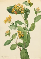 Douglas Kamperfoelie Lonicera glaucescens, 1919