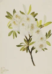Drummond Wilg Salix drummondiana