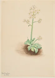 Vroege Saksenbloem (Saxifraga virginiensis)
