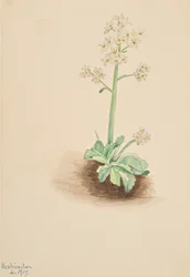 Vroege Saxifrage Saxifraga virginiensis, 1917