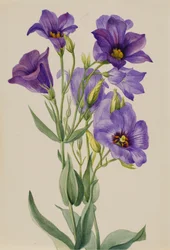 Eustoma russelianum, ca. vroege jaren 1930