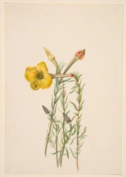 Teunisbloem (Oenothera lavandalaefolia)