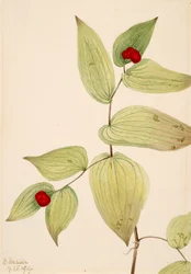 Feeënklokken Disporum trachycarpum, 1919