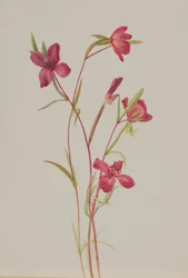 Afscheid van de lente (Godetia amoena lilja)