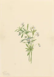 Veldviooltje (Viola rafinesquii)