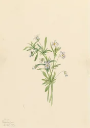 Veldviooltje Viola rafinesquii, 1919