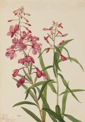 Wilgenroosje Epilobium angustifolium