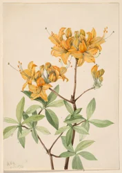 Azalea (Azalea lutea)