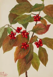 Bloeiende kornoelje Cornus florida, 1926