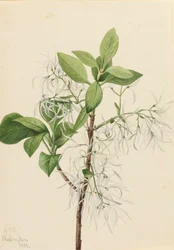 Franjeboom Chionanthus virginica
