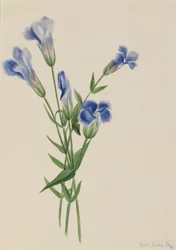 Fringed Gentiaan Gentiana crinita, 1905