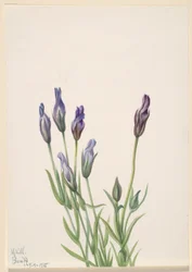 Gentiaan (Gentiana macounii)