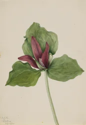 Reuzenkervel (Trillium chloropetalum)