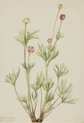 Bolanemoon (Anemone globosa)