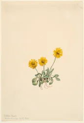 Goudvlo (Erigeron aureus)