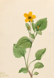 Gouden ster Chrysogonum virginianum