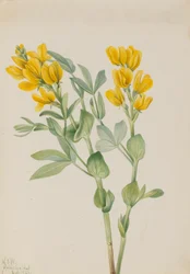 Gouden erwten Thermopsis rhombifolia, 1923