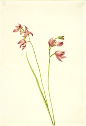 Grasroze orchidee (Limodorum tuberosum)