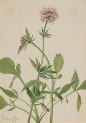 Heliotroop Valeriaan (Valeriana sitchensis)