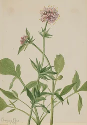 Heliotroop Valeriaan Valeriana sitchensis, 1917