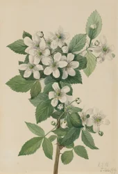 Hoogstruik Braam Rubus argutus, 1919