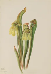 Gekapte bekerplant (Sarracenia minor)