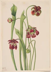 Hybride Bekerplant