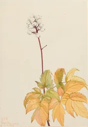 Ivory Baneberry Actaea arguta