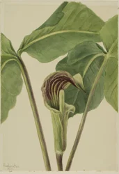 Stekelvarken (Arisaema triphyllum)
