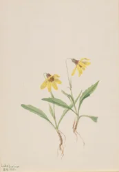Arnica meer Louise (Arnica louisiana)