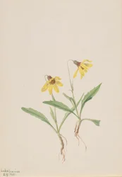 Lake Louise Arnica Arnica louisiana, 1905