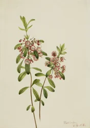 Lamsoren (Kalmia angustifolia)
